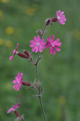 ch/de/flora/449-silene-dioica.html Oba dva druhy lze nalézt na území větší části Evropy. S. latifolia se nachází na sušších stanovištích, zatímco S.dioica roste spíše na stinnějších a vlhčích místech.
