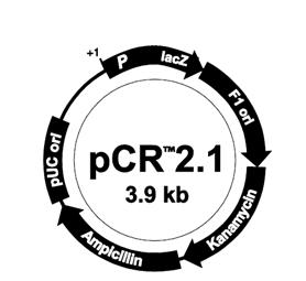 RNA. Jako slepý vzorek byl použit 1 µl RNAse-free H2O