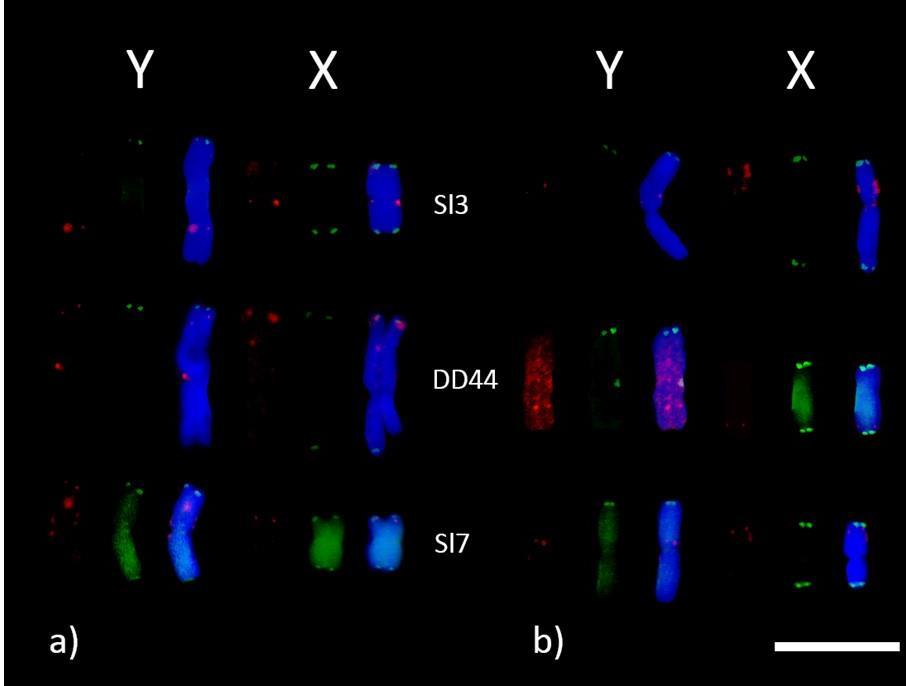 Obr. 20: Lokalizace genů Sl3, DD44 a Sl7 na pohlavních chromozomech S. dioica 