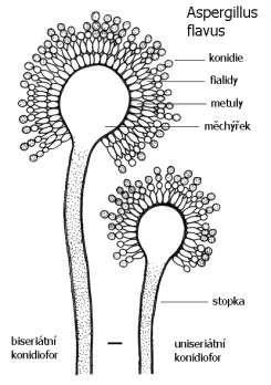Obrázek 2 Konidiofor Aspergillus flavus [http://old.vscht.cz/obsah/fakulty/fpbt/ostatni/mi niatlas/asp-fl.htm; staženo dne 11. 11. 2016] 1.