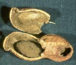 Obrázek 5 Kolonie Aspergillus flavus SAB agar, 3 dny, 30 C, aerobní kultivace [http://thunderhouse4- yuri.blogspot.cz/2012/02/aspergillus-flavus.html; staženo dne 26. 1.