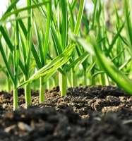 Obrázek 12 Česnek setý [http://beforeitsnews.com/selfsufficiency/2015/07/poisonous-veggies-andfruits-with-high-health-risk-to-your-familyand-pets-2491786.html; staženo dne 24. 6.