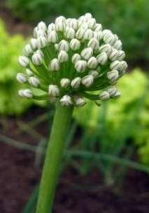Allium cepa neboli cibule kuchyňská (viz Obrázek 14) je celosvětově rozšířená plodina, která původem pochází ze střední Asie. Má velkou rozmanitost v barvě, tvaru, obsahu sušiny a také v chuti.