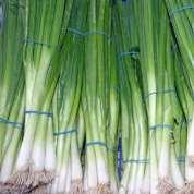 Přítomností organických sloučenin síry je cibule zdrojem antifungálních vlastností proti rodu Aspergillus.