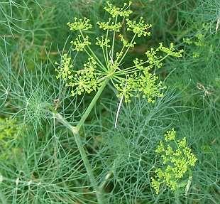 Obrázek 16 Kopr vonný [https://www.garten.cz/a/cz/4360-anethumgraveolens-kopr-vonny/; staženo dne 24. 6. 2017] Obrázek 17 Semena kopru [http://bylinkovyraj.net/kopr-vonny/; staženo dne 24. 6. 2017] 3.