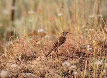 4.2.5.2 Fauna a flóra Na území bývalého lomu dnes žije mnoho běžně rozšířených i vzácných druhů živočichů. Těžba byla ukončena již v roce 1999, jsou zde velké plochy a krajina je již v klidovém stavu.