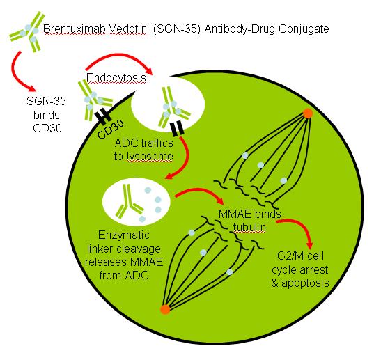 Brentuximab vedotin u R/R HL Anti CD 30 + mikrotubulární toxin monomethyl auristatin E (MMAE) po 4 dekádách registrován nový lék poskytující možnost cílené léčby HL vysoká účinnost u R/R forem HL u