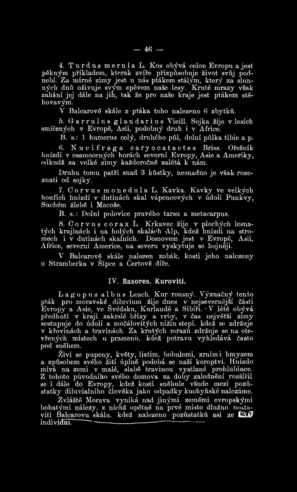 Druhu tomu patří snad 3 kůstky, nesnadno jo však rozeznati od sojky. 7. Corvus monedula L. Kavka. K avky ve velkých houfíeh hnízdí v dutinách skal vápencových v údolí Punkvy, Suchém žlebě i Macoše. B.