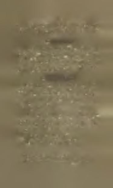 Jedna dolní čelisť patří druhu Squalius leueisous Sieb jelec, který dosud hojně rozšířen ve Svitavě.