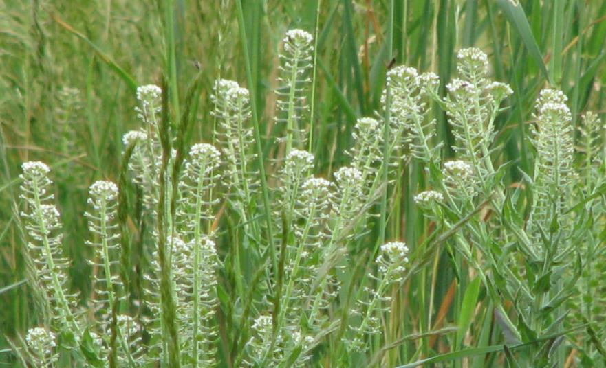 purpurea), bradáček vejčitý (Listera ovata)