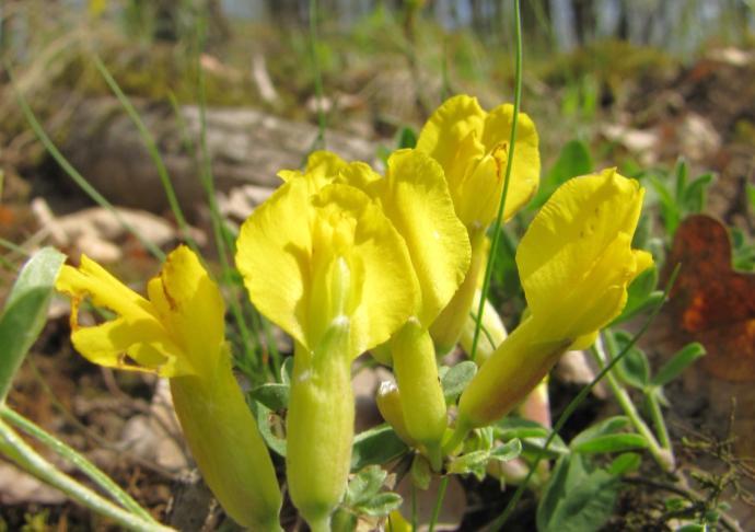 moravica), lněnka lnolistá (Thesium linophyllon), jetel podhorní (Trifolium alpestre), ožanka kalamandr (Teucrium chamaedrys), kopretina okoličnatá (Pyrethrum corymbosum), smldník jelení (Peucedanum