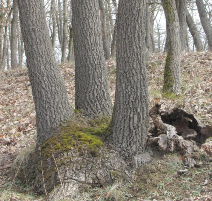 Jde o jeden z nejzachovalejších a nejrozsáhlejších fragmentů původních teplomilných společenstev.