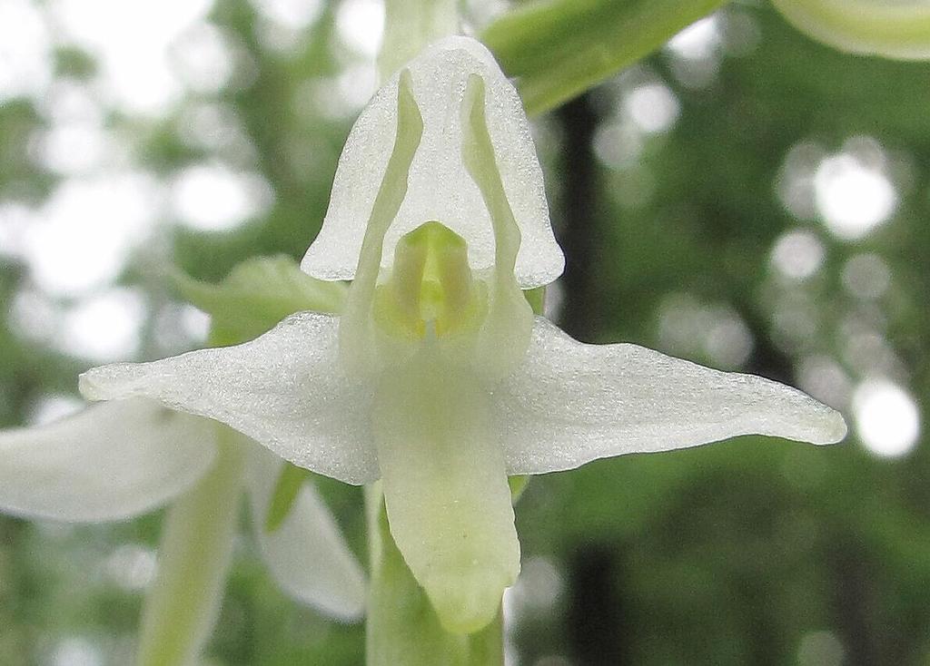 Vemeníky Koncem května a začátkem června rozkvétají v Sivickém lese první vemeníky. Snad nejnápadnější orchideje viditelné díky bílým či bělavým velkým květenstvím z velké dálky.