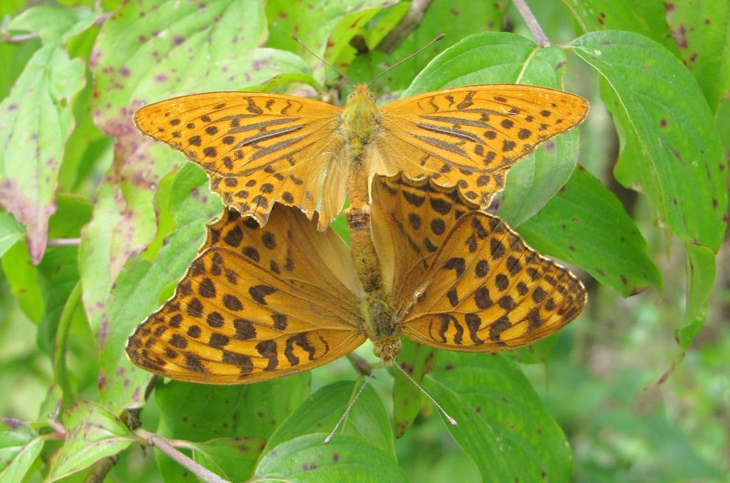 Ze společenstev bezobratlých živočichů lze připomenout některé druhy brouků a skupinu denních motýlů. V lesích dodnes přežívá náš největší brouk - roháč obecný (Lucanus cervus).