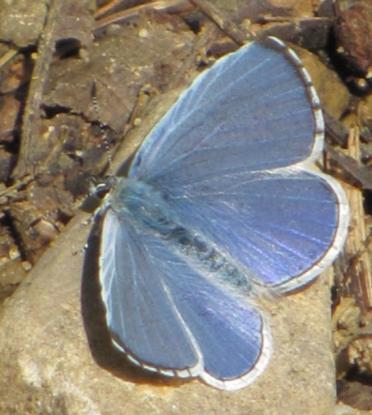 Perleťovec stříbropásek V území bylo v posledních letech zjištěno asi 10 druhů denních motýlů vázaných na prostředí zdejších lesů: pestrobarvec petrklíčový (Hamearis lucina),