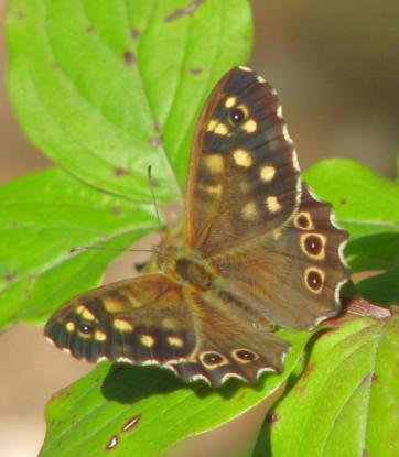 antiopa), perleťovec stříbropásek (Argynnis paphia), okáč pýrový (Pararge aegeria) nebo modrásek krušinový (Celastrina argiolus).