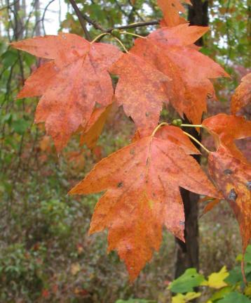 Fascinující je podzimní vybarvování, kdy lze nápadně zbarvené stromy v lesích již z dálky spatřit.