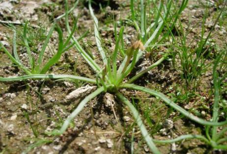 Rybníky naše dědictví i bohatství pro budoucnost 1 ÚVOD Pobřežnice jednokvětá (Littorella uniflora L. Aschrs.) je drobná obojživelná bylina z čeledi Plantaginaceae.