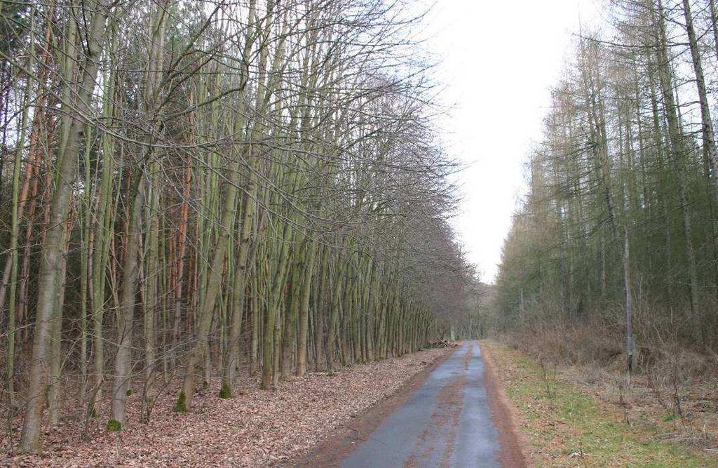 Zahrádka (okres Havlíčkův Brod), kostel sv. Víta: KATEGORIE: A; DATACE: po roce 1219?; LOKALIZACE: GPS 49 37'25.42"N,15 14'55.