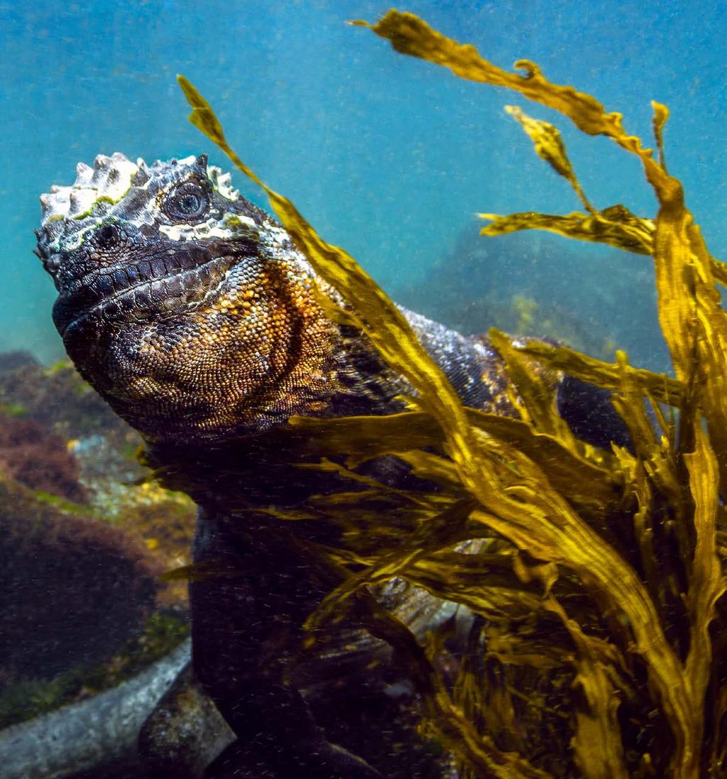 GALAPÁGY