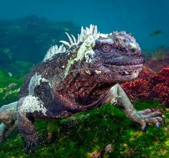 DARWIN Naplánovali jsme čtyři ponory pod Darwinovým obloukem s kladivouny, žraloky galapážskými a především žraloky velrybími.