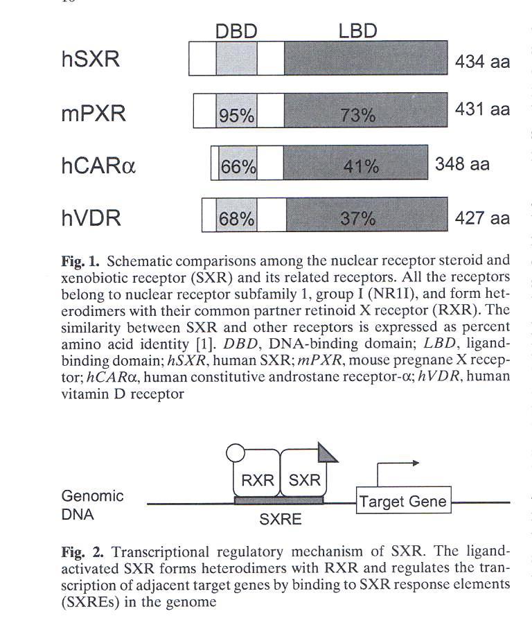 SXR a mechanismus působení Inoue KH a