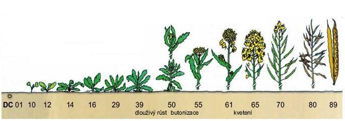 Optimální obsah N v % sušiny (výnos cca 3 3,5 t/ha u řepky/ha) DC 53-59 3,5