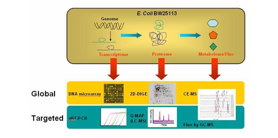 MOA (mode of action) techniky Generování velkých mnoţství údajů (dat) z jednotlivých experimentů Současné sledování: Hladiny mrna - exprese aţ desítek-tisíc genů Proteiny sledování