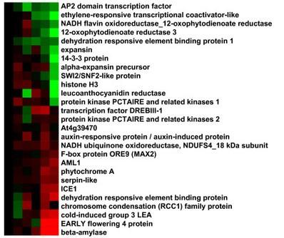 Výsledek microarrays Výsledek Heat map Změny exprese Různých genů