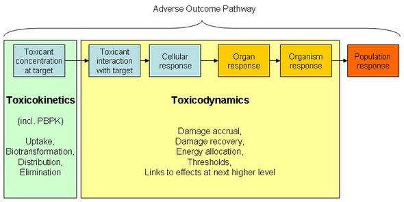 Adverse outcome pathways Viz také dříve v přednáškách: Dokážeme z koncentrace látky v prostředí předpovědět
