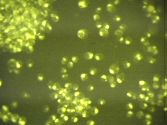 Výzkum mechanismů toxicity in vitro modely a biotesty Zjišťování účinků (Biologie, Toxikologie a Ekotoxikologie) - existuje velké mnoţství modelů Účinky na celých organismech Standardní biotesty in