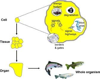 In vitro modely v ekotoxikologii 1 rybí buňky Rybí buňky in vitro Relativně snadná izolace buněk a