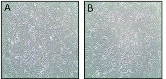 imortalizované) Příklady linií RTL-W1 (Rainbow Trout Liver - W1) RTgill (Rainbow Trout Gill) Vyuţití např.