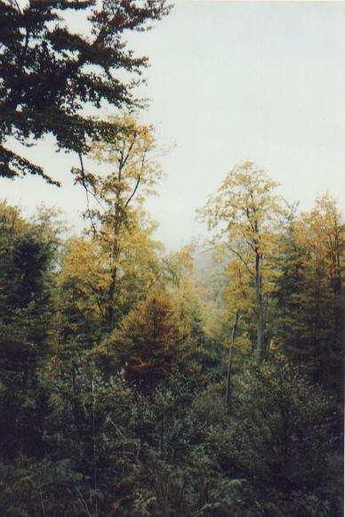 Lesy 20. století mírné zalesňování, až k 1/3 rozlohy ČR, a to především jehličnany (přes polovinu lesních porostů tvoří smrk). Zvyšuje se podíl listnatých lesů (1/4 lesních porostů.