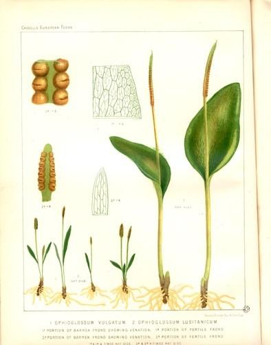 TŘÍDA PSILOTOPSIDA, ŘÁD OPHIOGLOSSALES hadilkotvaré Ophioglossum (hadí jazyk, hadilka) oddenek jediný list (megafyl) plochá