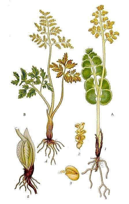 TŘÍDA PSILOTOPSIDA, ŘÁD OPHIOGLOSSALES Botrychium lunaria (vratička měsíční) aflebium