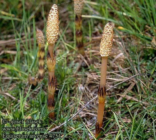 TŘÍDA EQUISETOPSIDA, ČELEĎ EQUISETACEAE Equisetum