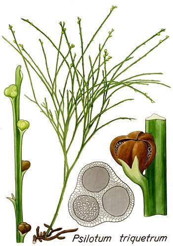 TŘÍDA PSILOTOPSIDA, ŘÁD PSILOTALES SPOROFYT rostliny až 1 m vysoké, často epifyty stará skupina, návaznost na ryniofyty stonek listy článkovaný,