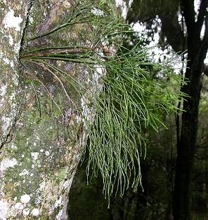 TŘÍDA PSILOTOPSIDA, ŘÁD PSILOTALES Psilotum nudum (prutovka nahá) jeden ze dvou