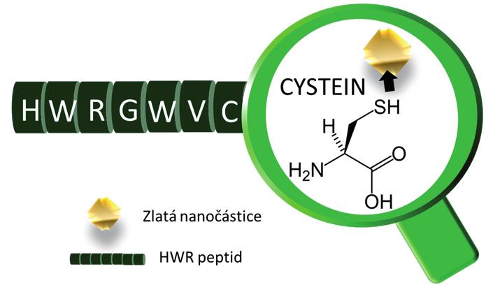 proběhla inkubace. Byly zkoumány dva druhy APODOX, a to APODOX bez zlatých nanočástic s HWR peptidem a cílící protilátkou a APODOX se zlatými nanočásticemi, HWR peptidem a cílící protilátkou. Obr.