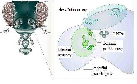 2.3.2 Neurony cirkadiánního řízení v mozku U octomilky existuje přibližně 150 neuronů, které jsou umístěny v oblasti laterální a dorzální části mozku a jsou odpovědné za řízení cirkadiánních rytmů