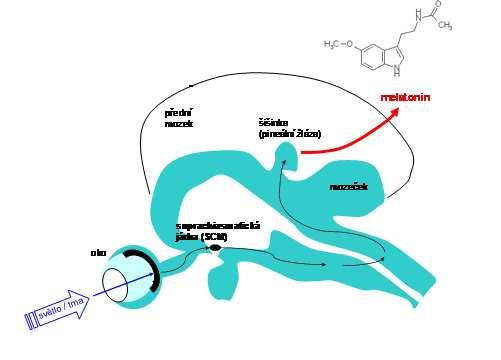 SCN je dále spojeno multisynaptickou cestou s šišinkou. Šišinka (pineální orgán, nadvěsek mozkový, epifýza) je shora připojena k mezimozku.