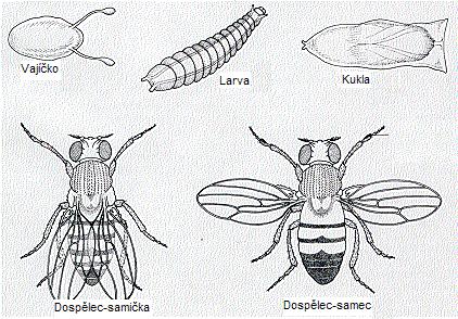 2.5 Molekulární základ cirkadiánních rytmů Molekulární biologie pokročila natolik, že byly izolovány geny, které jsou zodpovědné za cirkadiánní rytmicitu.