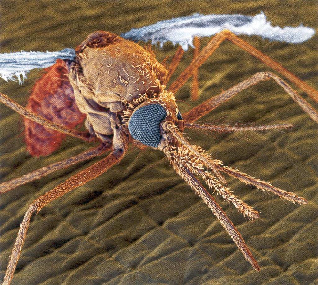 Obr 6 Anopheles