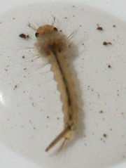 Obr. 8 Larva komára,