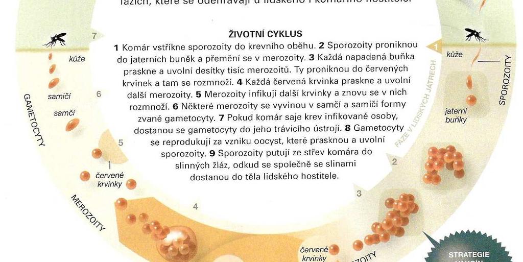 Finkel,