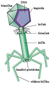 Bakteriofágy 2. BAKTERIOFÁGY Zkráceně fágy, jsou viry schopné infikovat jen buňky určitých bakterií.