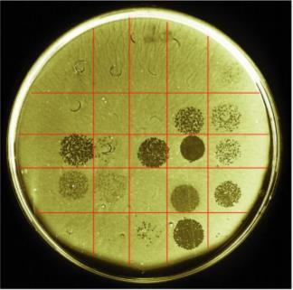 Bakteriofágy antibiotik. Ovšem vzhledem k narůstající rezistenci bakterií k antibiotikům, má využití bakteriofágů velký potenciál.
