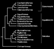 a$Tetrapoda$ =Teleostomi) )Koncoústé) ryby)))))))))))) ale$ Chondrichtyes$ symplesiomorfie:$výrazná$mobilita$a$zásadní$ biomechanická$role$hrudních$ploutví,$$k$