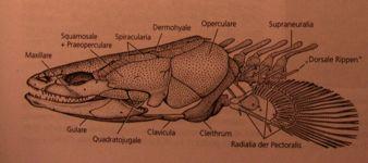 42 řádů, 430 čeledí, 4080 rodů třída Actinopterygii ))Bichiři) )Polypteriformes)(Cladis?a)) $=Mnohoploutní$ $Polypteriformes$(Brachyopterygii)) tělo$protáhlé,$5l18$hřbetních$ploutví,$svaln.